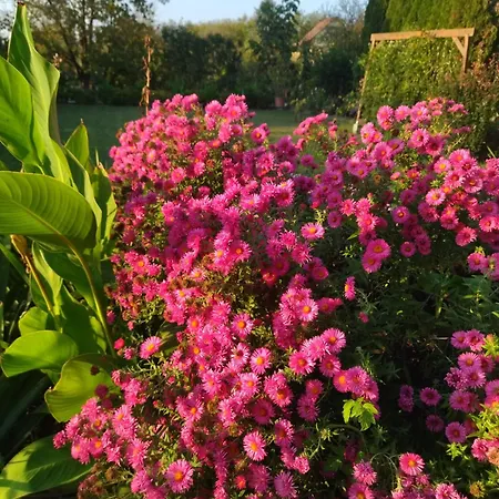 Apartman Szoloskert Cserszegtomaj