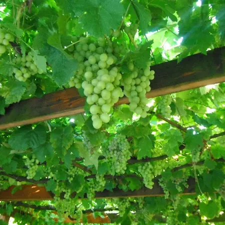 Apartman Szoloskert Cserszegtomaj