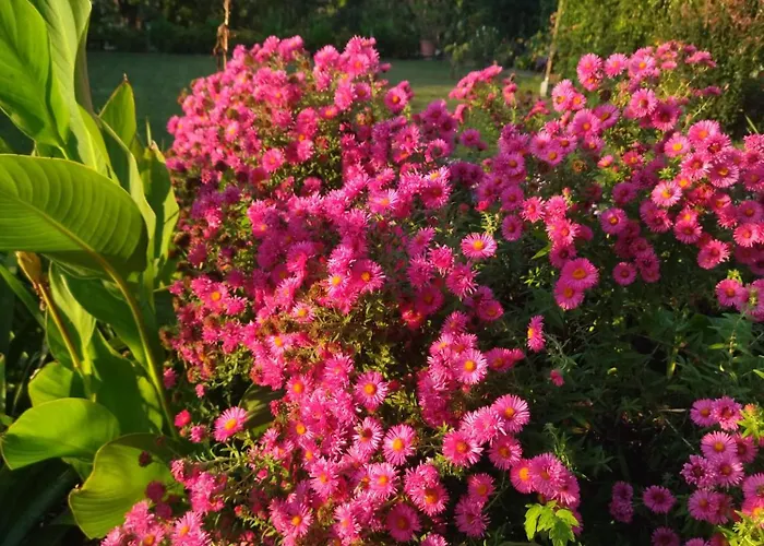 דירה Szoloskert צ'רסגטומאי