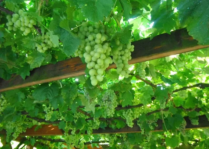 דירה Szoloskert צ'רסגטומאי